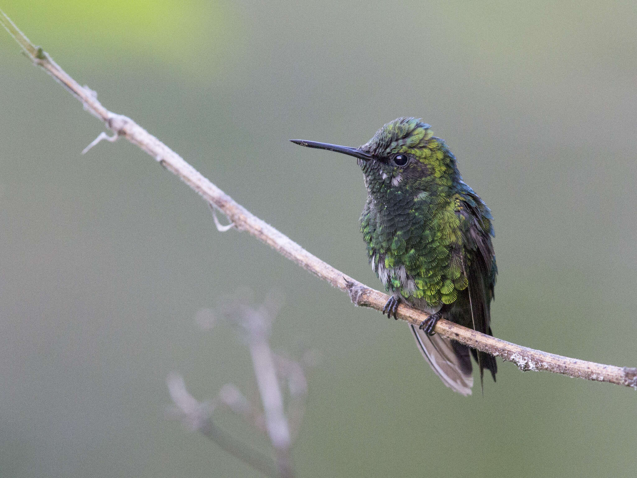 Image of Green-tailed Emerald