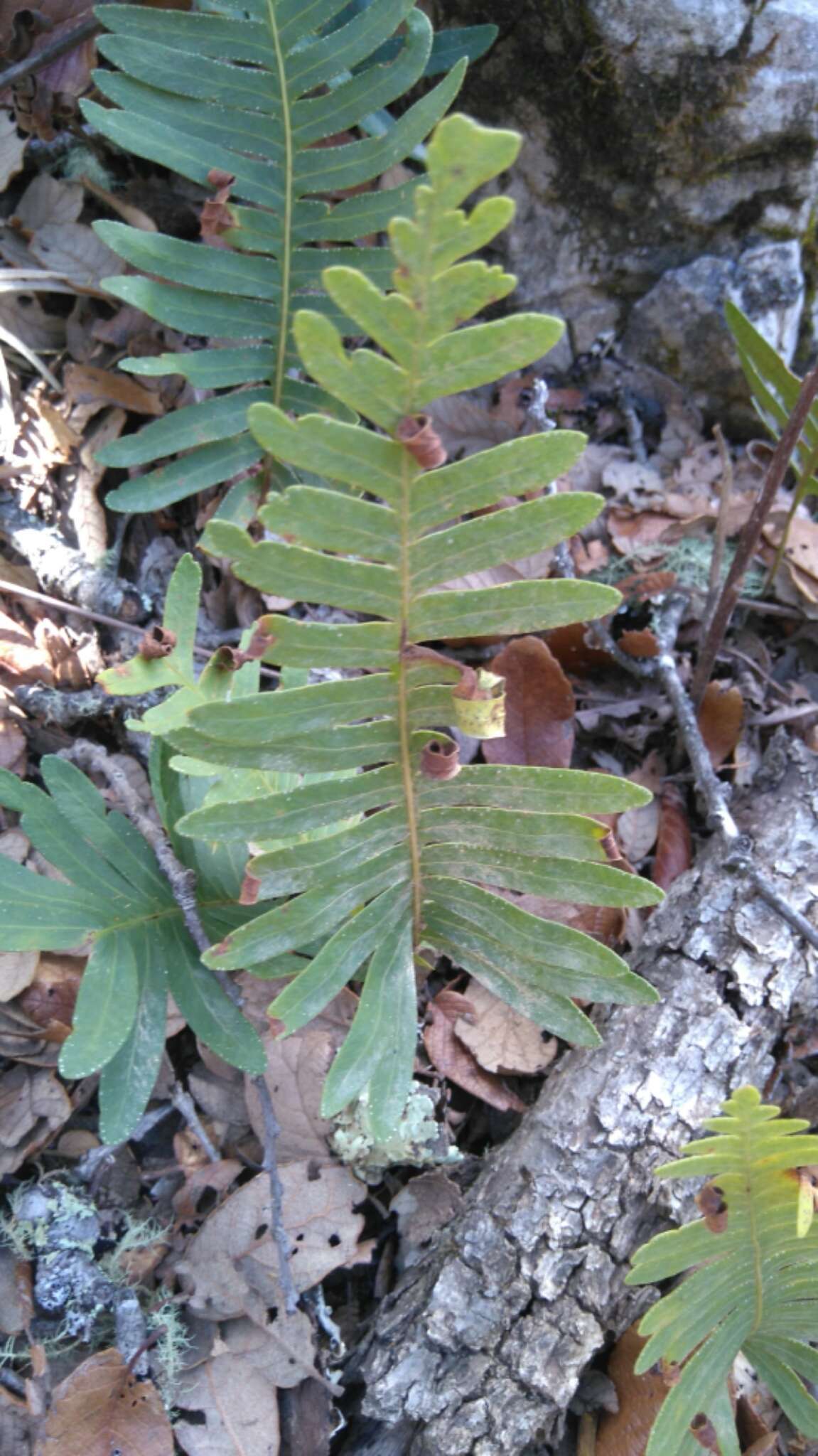 Image of Pleopeltis guttata (Maxon) E. G. Andrews & Windham