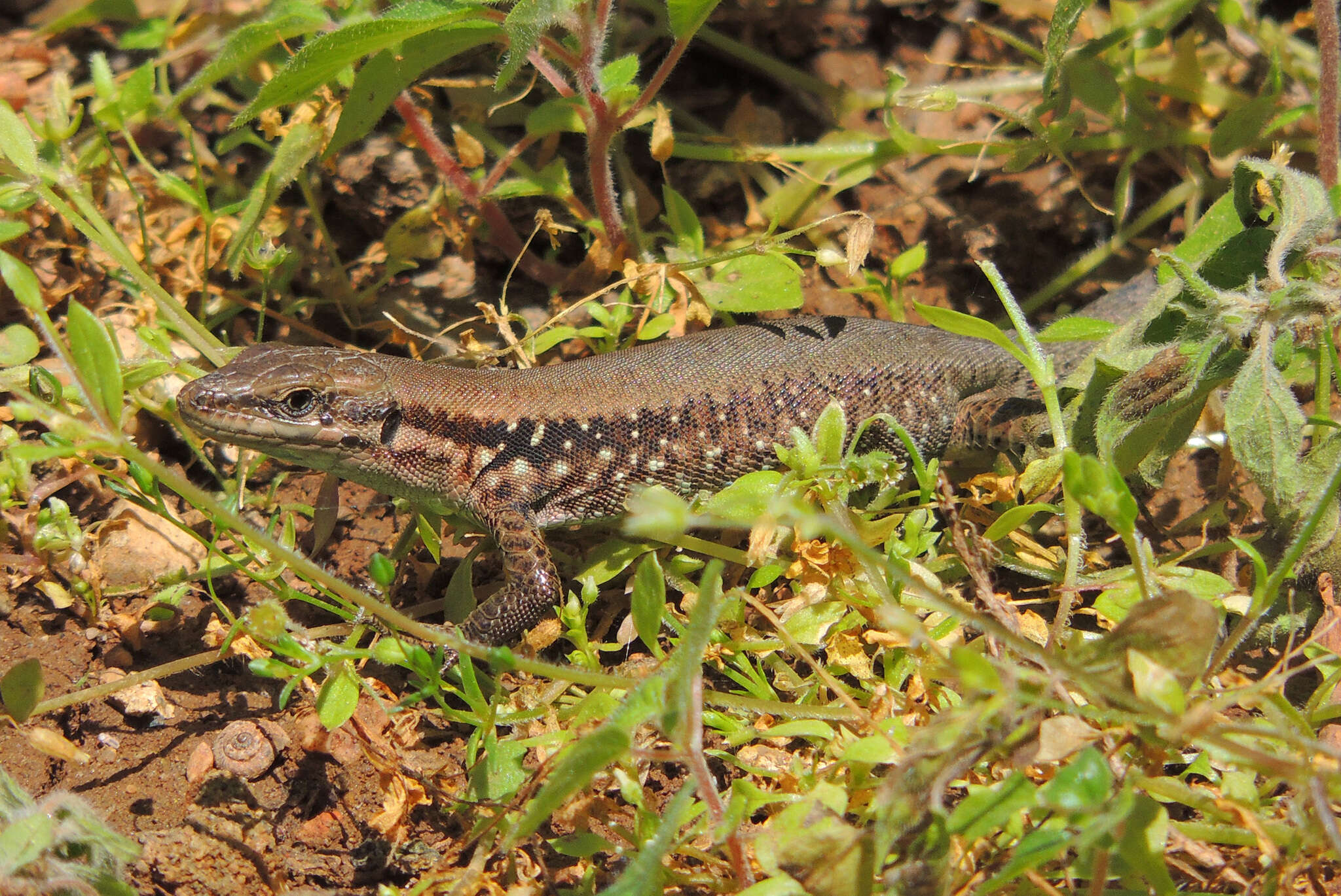 Sivun Phoenicolacerta laevis (Gray 1838) kuva