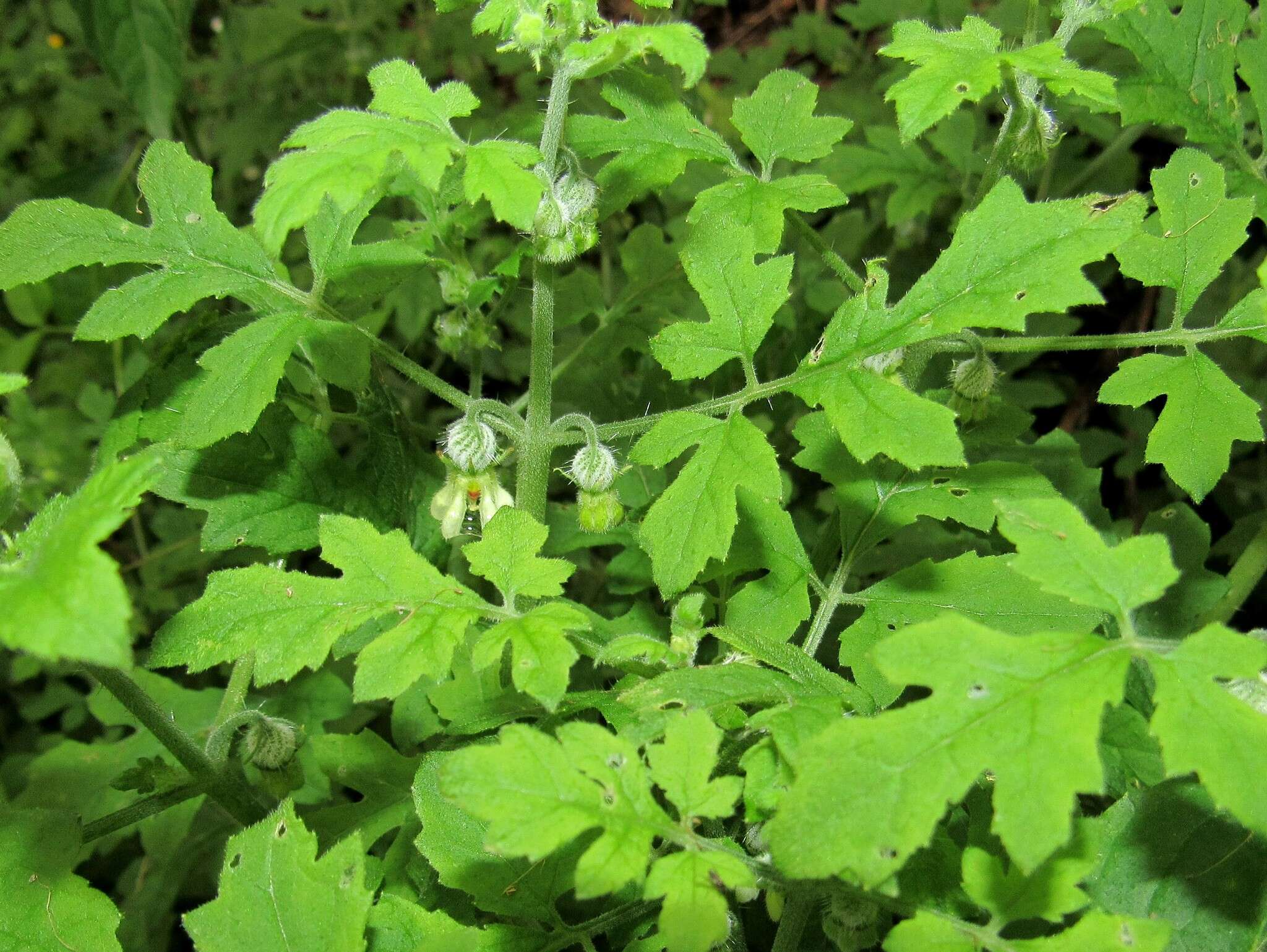 Image of Blumenbachia latifolia Cambess.