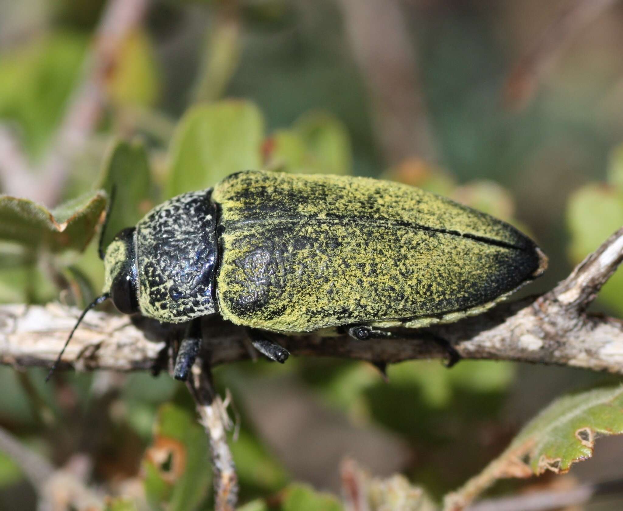 صورة Gyascutus caelatus (Le Conte 1858)