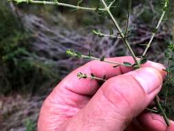 Imagem de Prostanthera parvifolia Domin