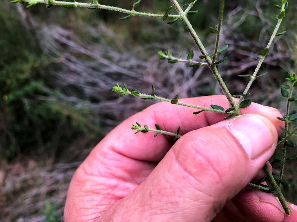 Imagem de Prostanthera parvifolia Domin