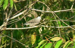 Image of Columbina minuta elaeodes (Todd 1913)