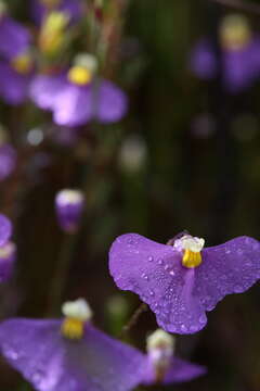 Image of Utricularia benthamii P. Taylor