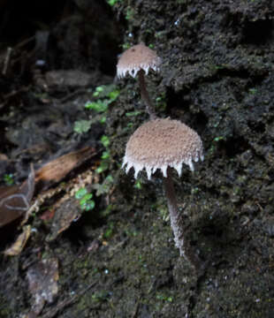 Imagem de Melanophyllum haematospermum (Bull.) Kreisel 1984