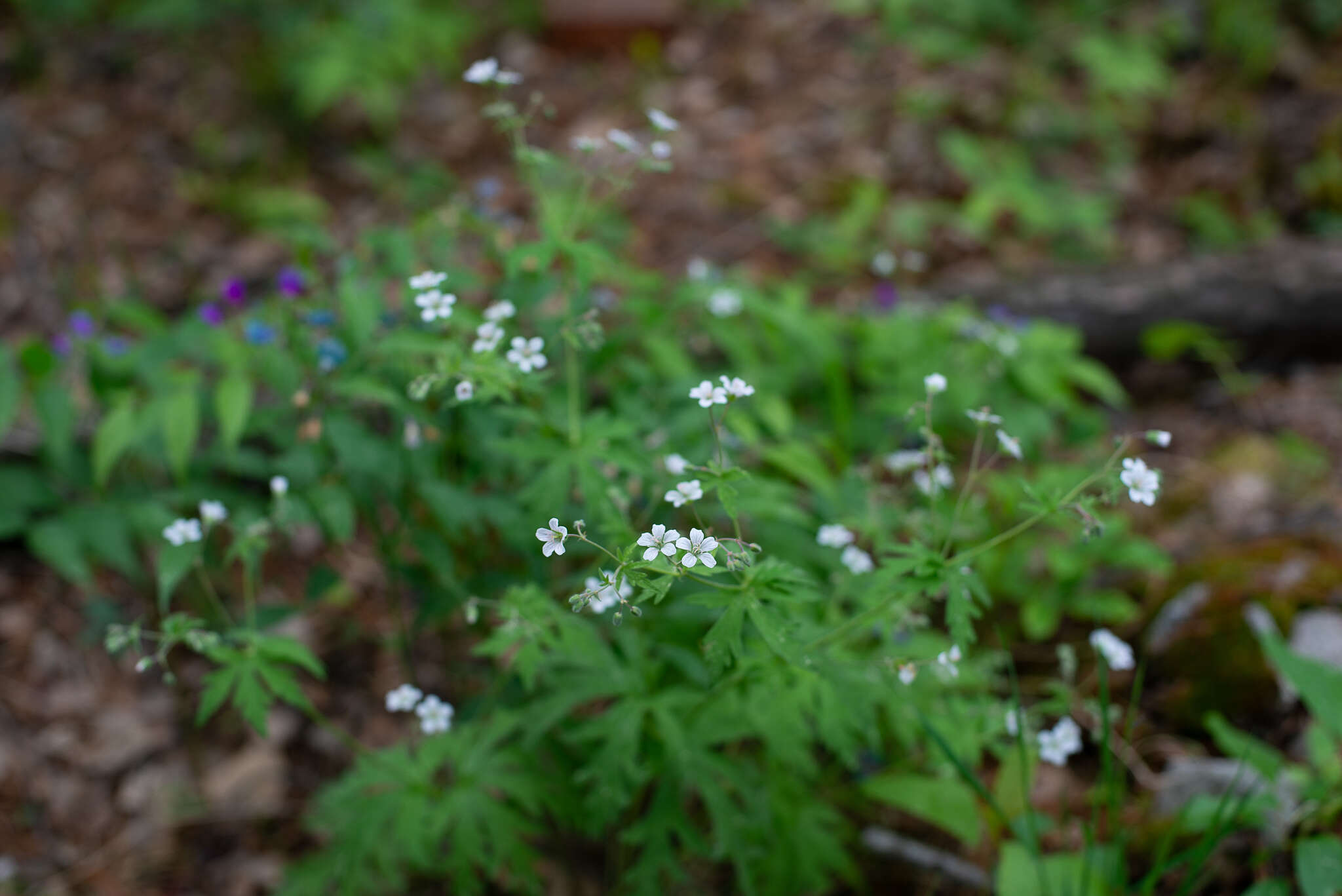 Image of Geranium pseudosibiricum J. Mayer