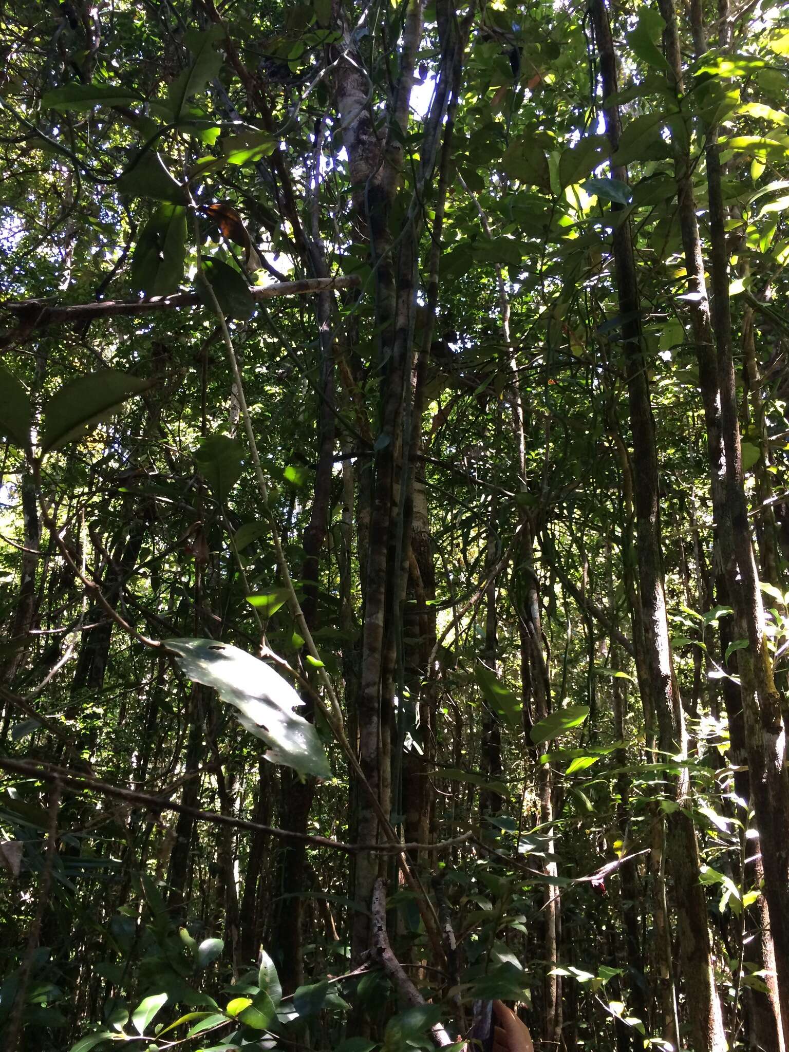 Image of Vanilla coursii H. Perrier