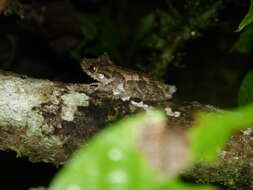 Image of Boulenger's Snouted Treefrog