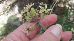 Asclepias crispa Berg.的圖片