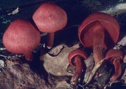 Cortinarius marylandensis (Ammirati) Ammirati, Niskanen & Liimat. 2013的圖片