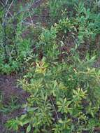 Image of wax myrtle