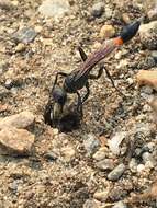 Image de Ammophila azteca Cameron 1888