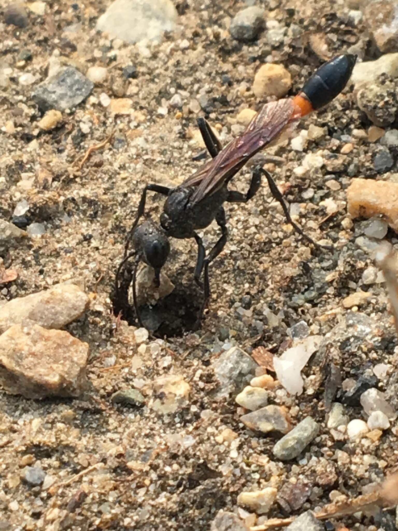 Image de Ammophila azteca Cameron 1888