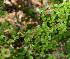 Image of Nothofagus gunnii (Hook. fil.) Oerst.