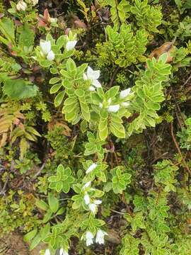 Image of <i>Veronica <i>macrantha</i></i> var. macrantha