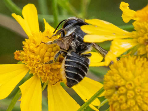 Megachile petulans Cresson 1878 resmi