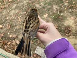 Image of Emberiza schoeniclus ukrainae (Zarudny 1917)