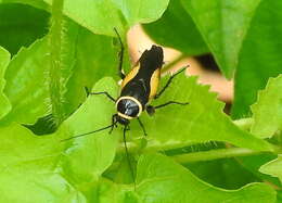 Image of Hemithyrsocera vittata (Brunner von Wattenwyl 1865)