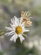 Image de Erigeron pumilus subsp. pumilus