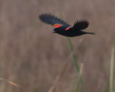 Image of Red-shouldered Blackbird