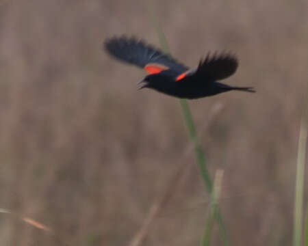 Image of Red-shouldered Blackbird