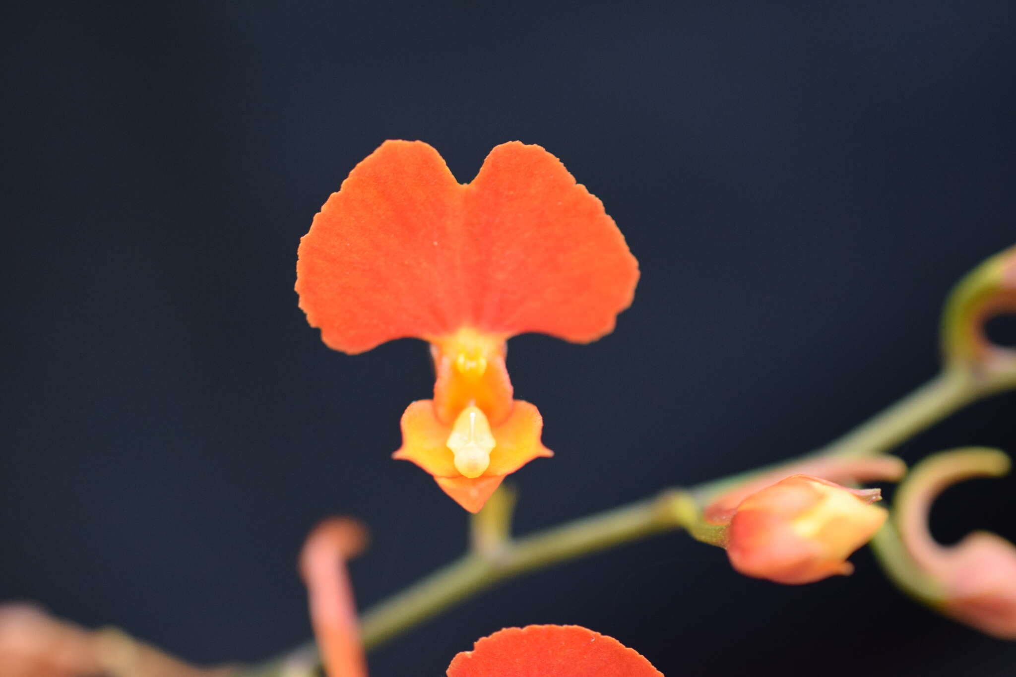 Image of Comparettia coccinea Lindl.