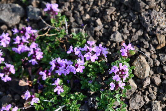 Image of Thymus putoranicus Byczenn. & Kuvaev