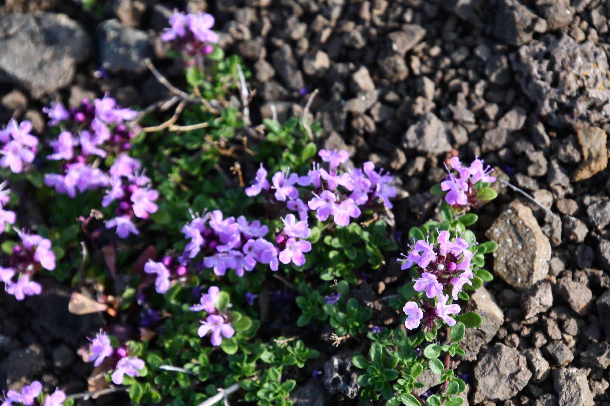 Thymus putoranicus Byczenn. & Kuvaev resmi