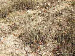 Image of Lavandula pedunculata subsp. sampaiana (Rozeira) Franco