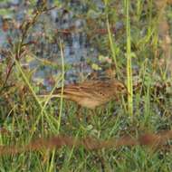 Image de Pipit de Godlewski