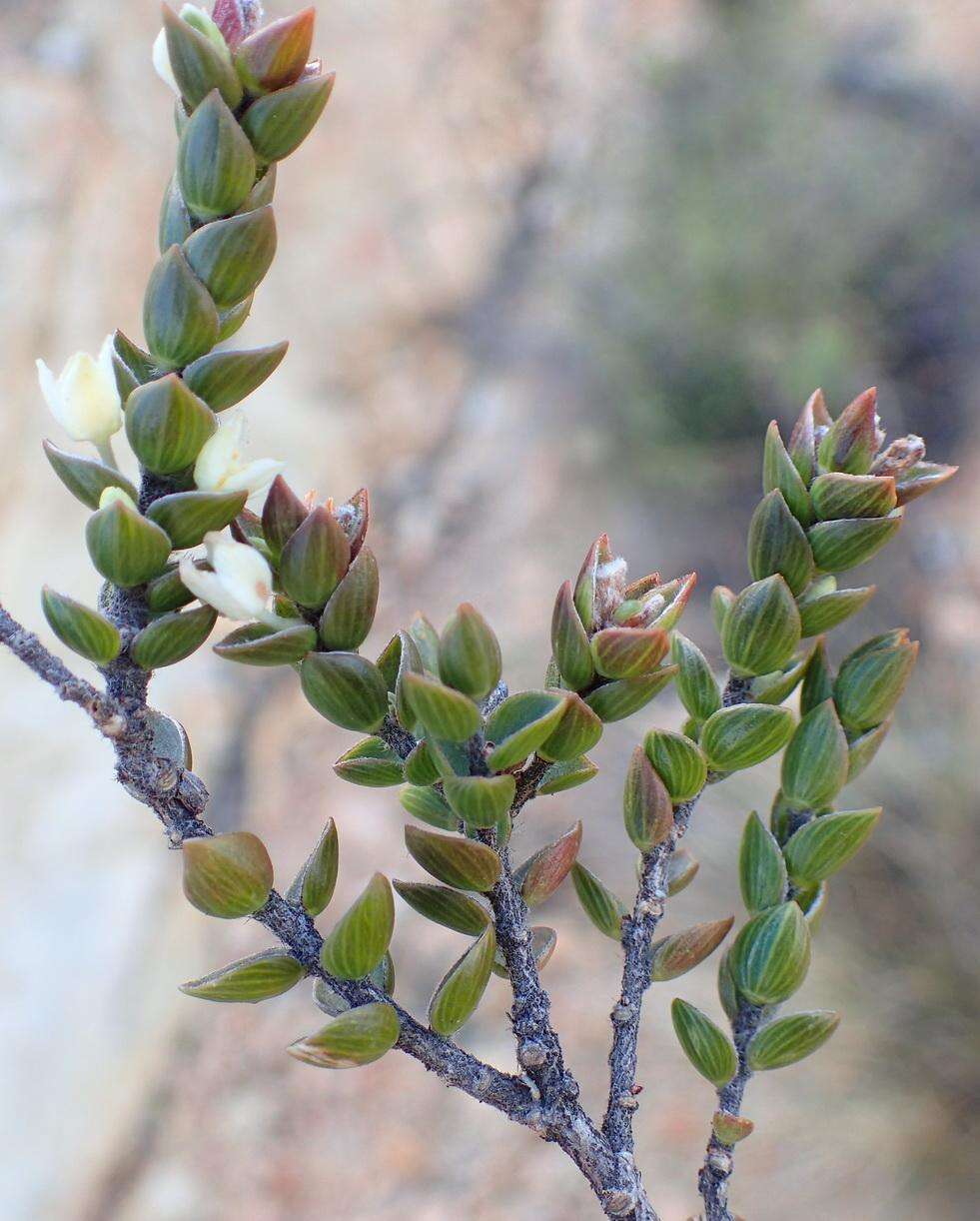 Image of Lachnaea ruscifolia Compton