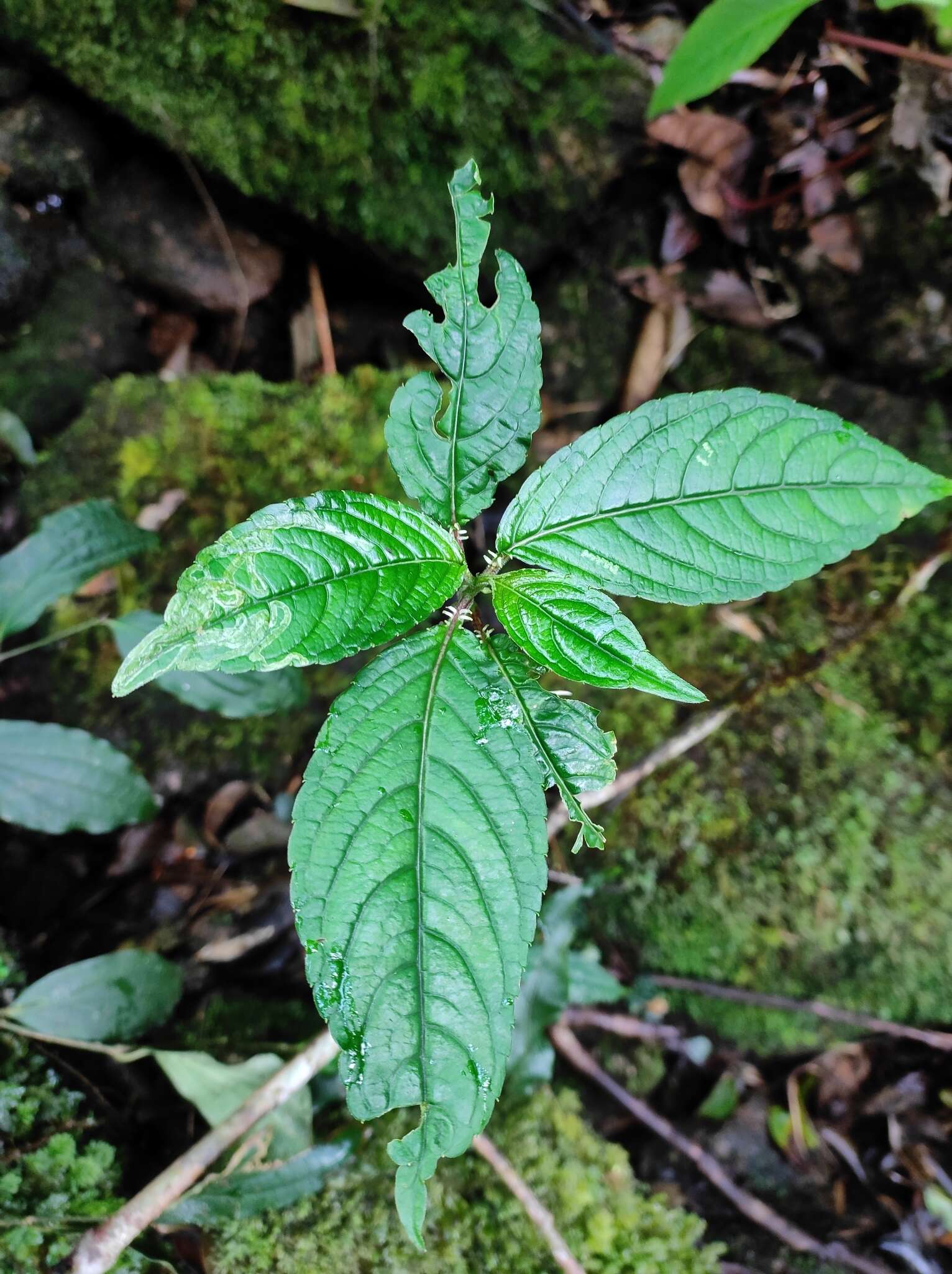 Image of Impatiens platyadena C. E. C. Fischer