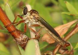 Image of Polacantha