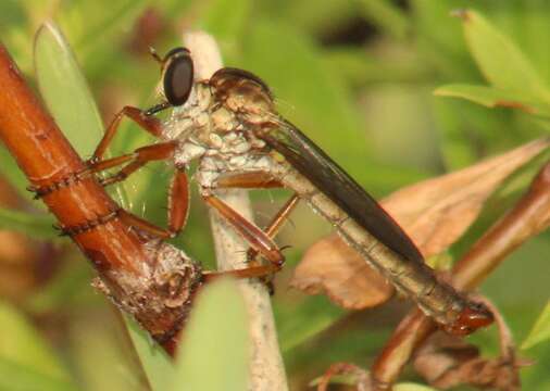 Image of Polacantha