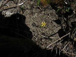 Image of Ringed ursinia