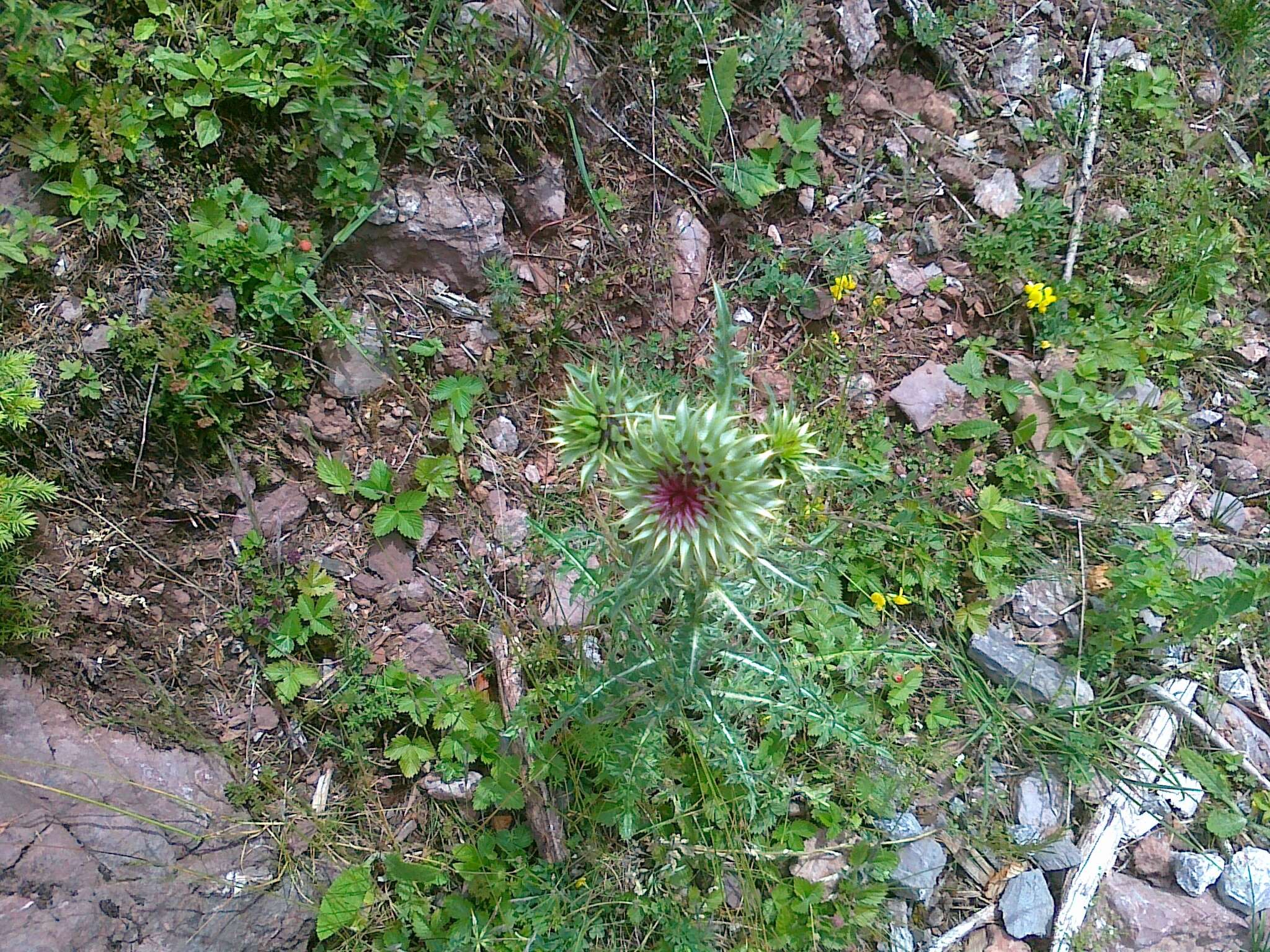 Image of Musk Thistle