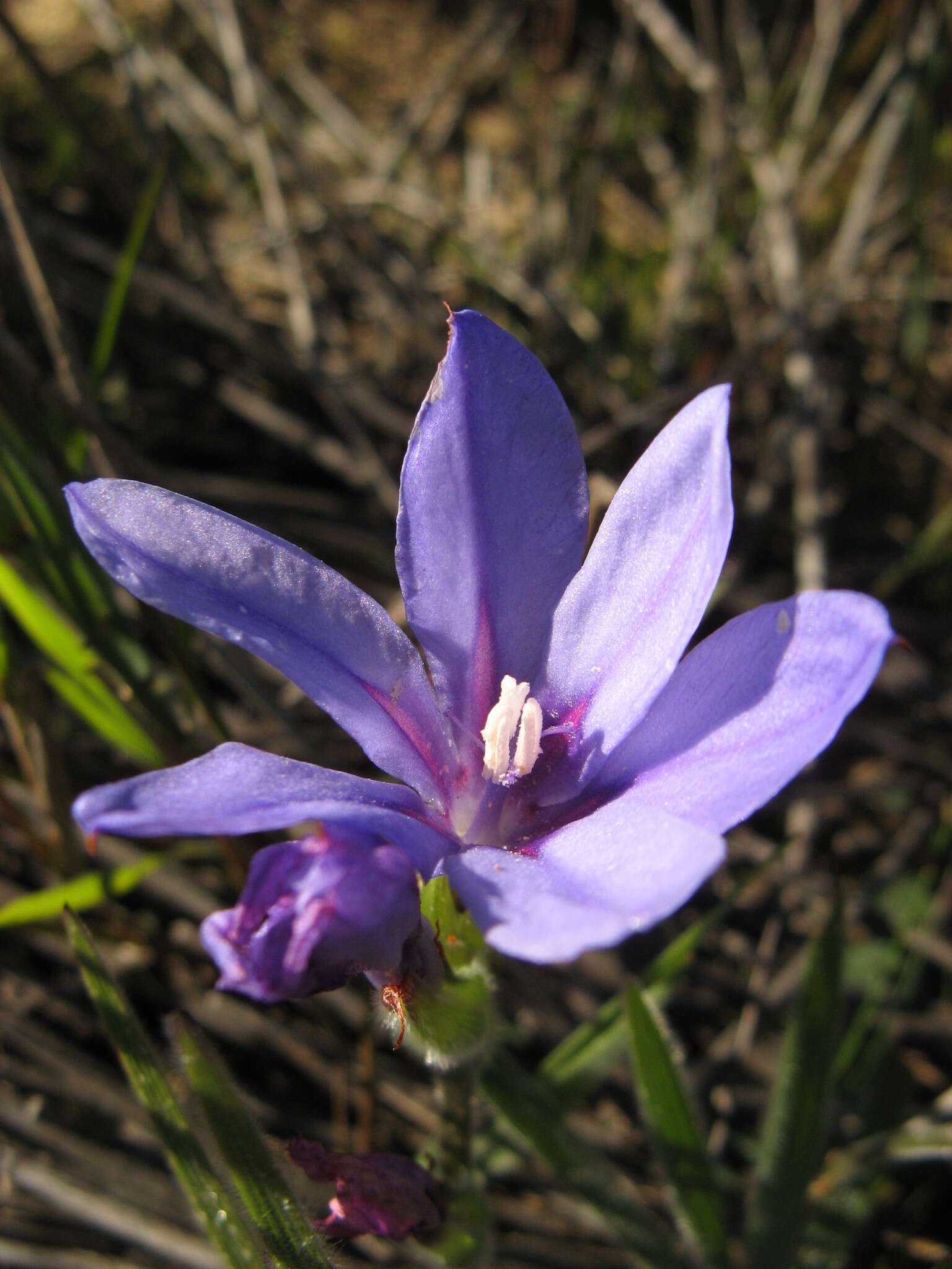 Image of Babiana leipoldtii G. J. Lewis