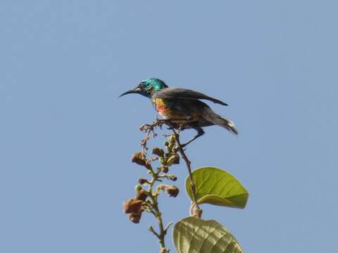 Image of Cinnyris pulchellus pulchellus (Linnaeus 1766)