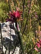 Image of Erica fascicularis L. fil.