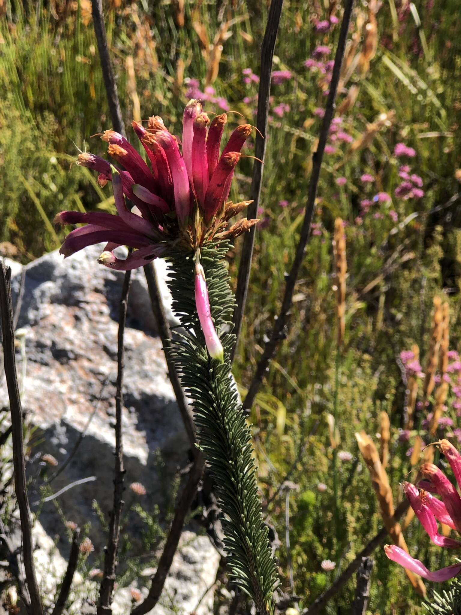 Image of Erica fascicularis L. fil.