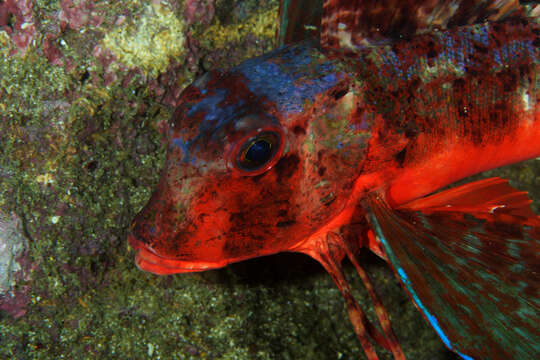 Image of Rock Gurnard