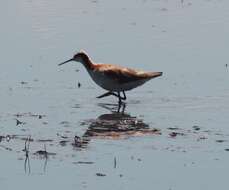 Image of Wilson's Phalarope