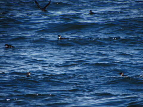 Image of Peruvian Diving Petrel