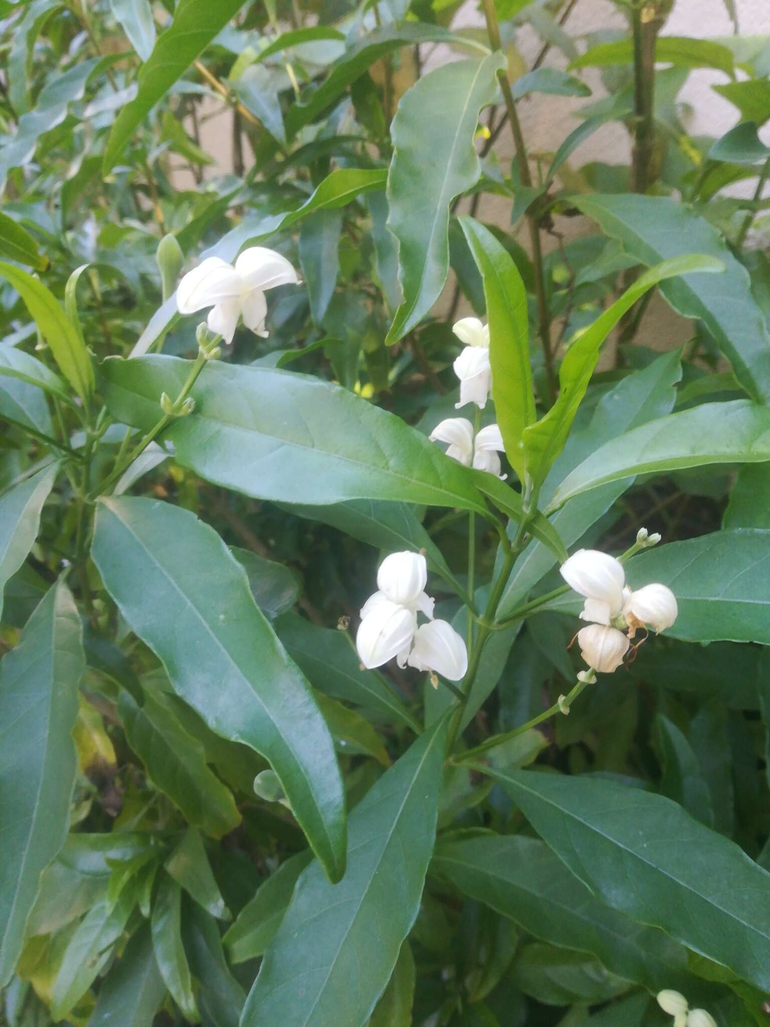 Image of Duvernoia aconitiflora A. Meeuse