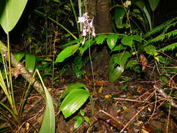 Image of Calanthe ceciliae Rchb. fil.