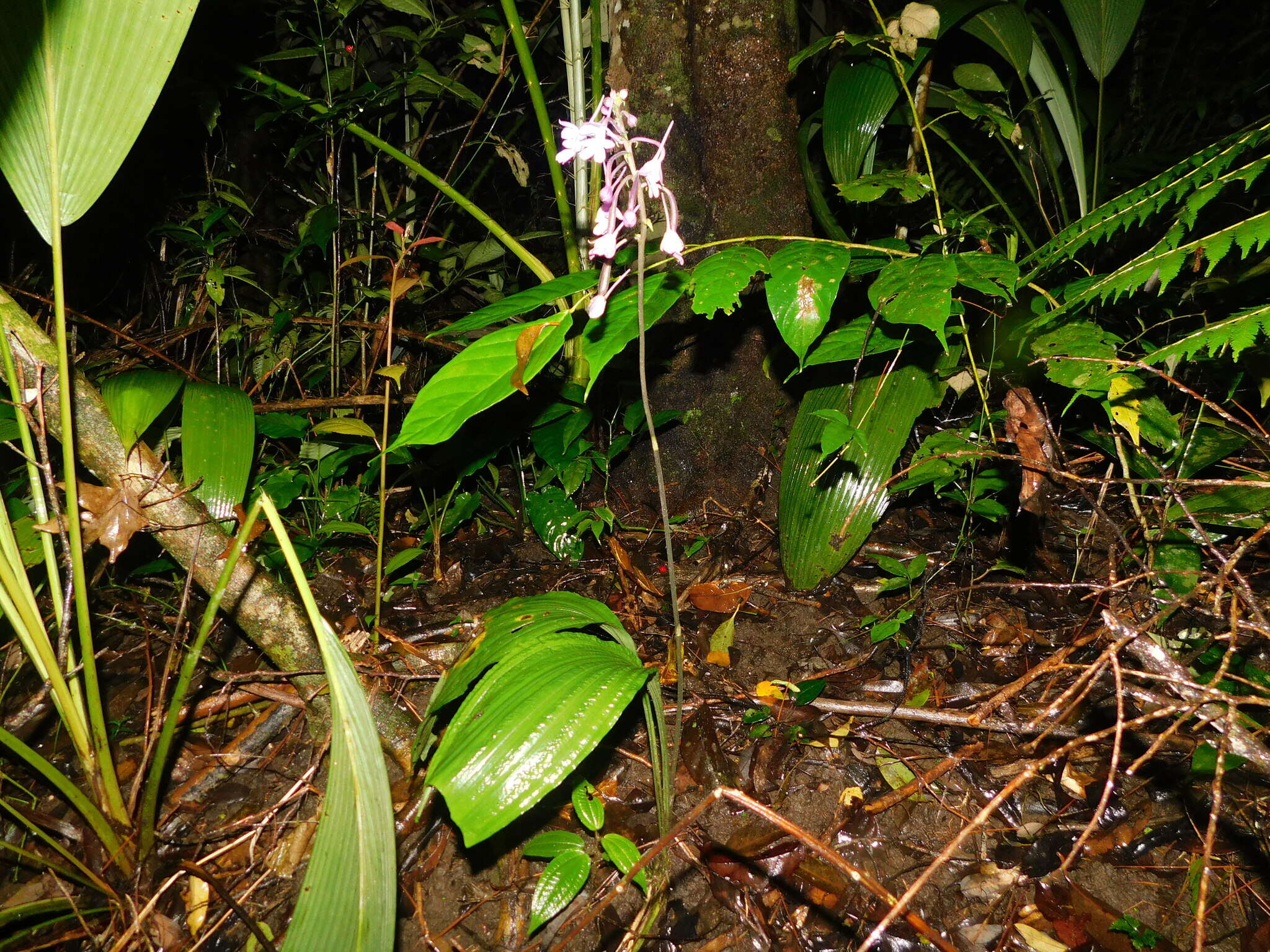 Image of Calanthe ceciliae Rchb. fil.