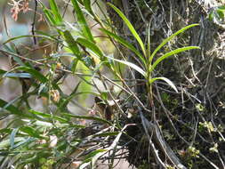 Plancia ëd Epidendrum anisatum Lex.