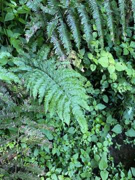 Слика од Pteris catoptera Kunze