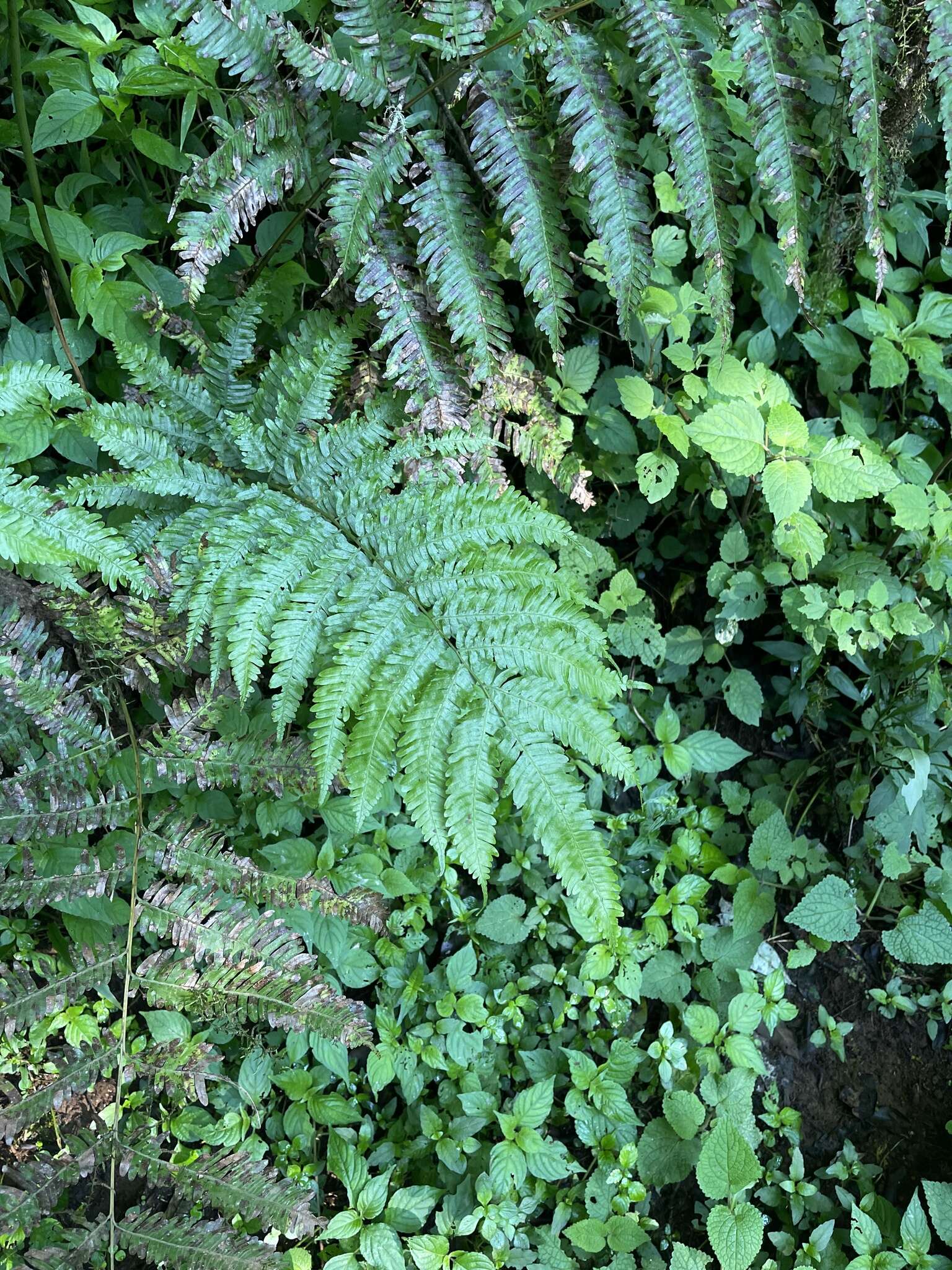 Sivun Pteris catoptera Kunze kuva